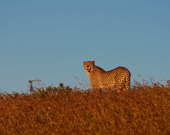 Cheetah