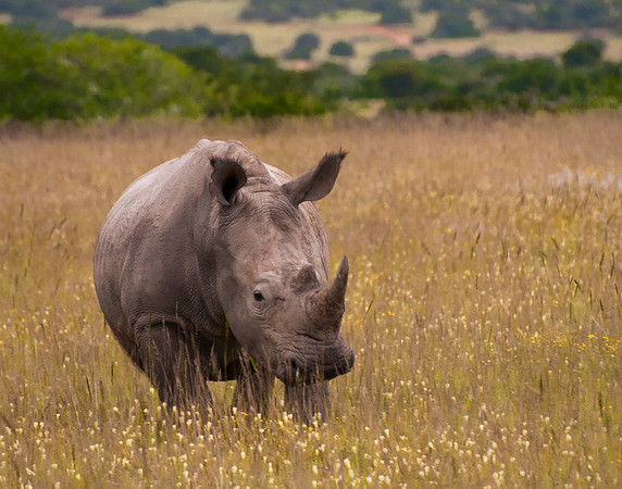 White Rhino, Shamwari Game Reserve