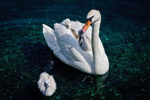 Lake Eola Swans