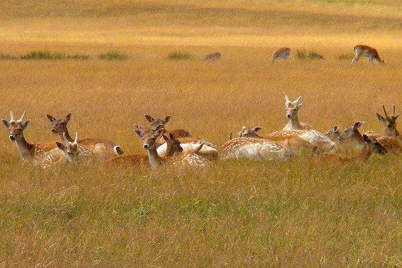 Richmond Park, England