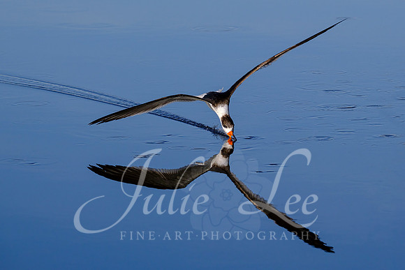 _JLX7388-Edit