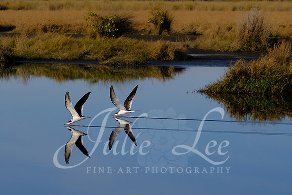 Black Skimmer Duo