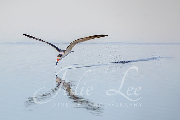 Black Skimmer 2
