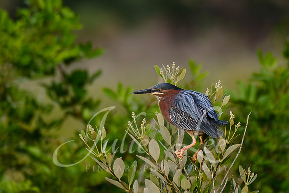 Little Green Heron