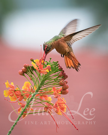 _J758195-Edit
