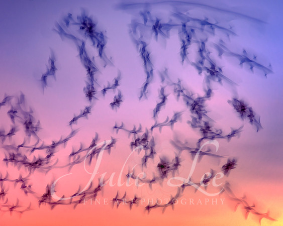 Mumuration