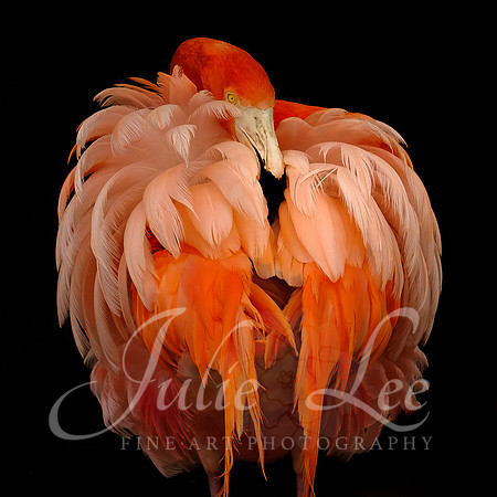 Prima Ballerina (American Flamingo)