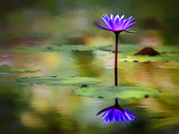 Botanic