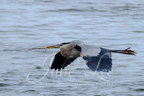 Great Blue Heron in Flight with Twig