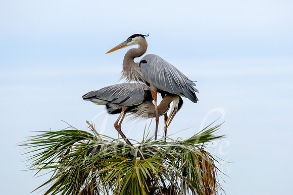 Great Blue Heron Couple Nest Building