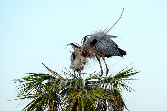 Great Blue Heron Courtship