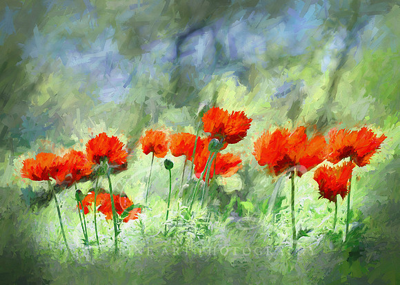 Poppy Painting
