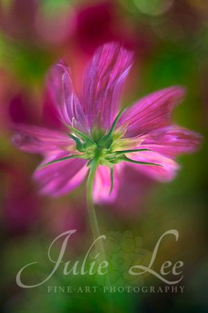 _JL37920-Edit