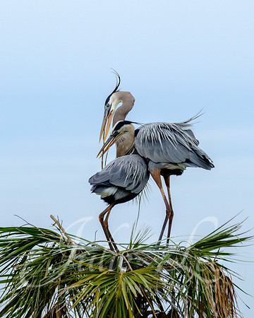 Great Blue Heron Courtship