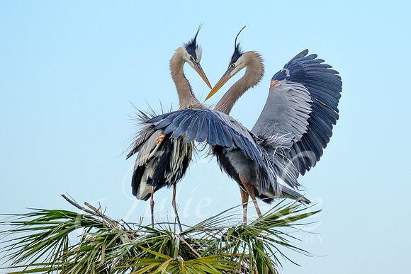 Great Blue Heron Courtship