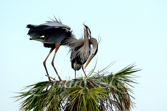 Great Blue Heron Courtship