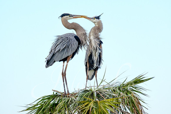 Great Blue Heron Courtship