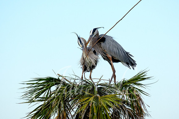 Great Blue Heron Courtship