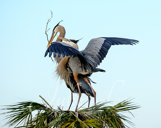 Great Blue Heron Courtship