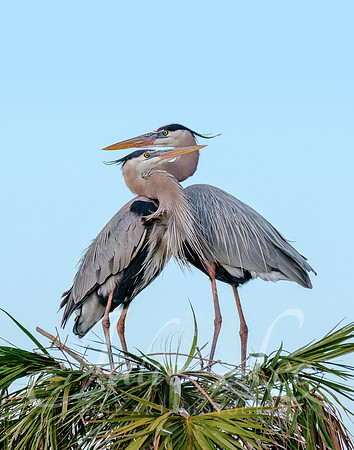 Great Blue Heron Courtship