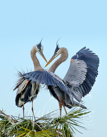 Great Blue Heron Courtship