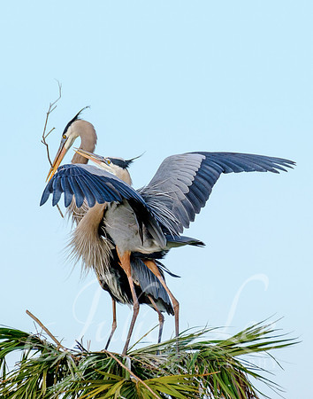 Great Blue Heron Courtship