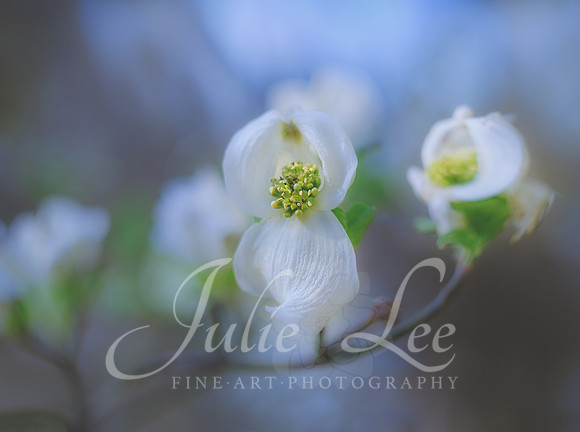 Dogwood 1