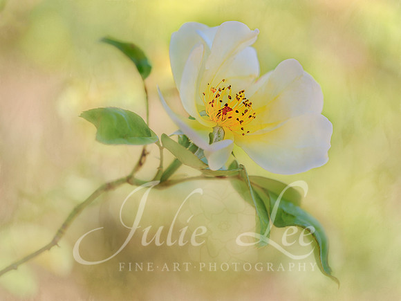 _JL38915-Edit