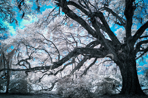 Live Oak