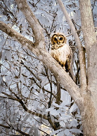 Barred Owl