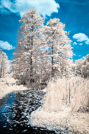 Lowcountry Swamp 2