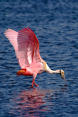 Roseate Spoonbill, Merritt Island National Wildlife Refuge