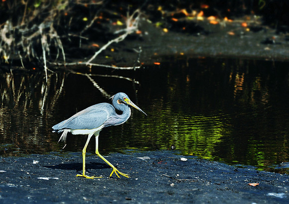 Tricolored Heron
