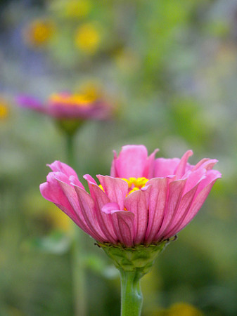 Zinnia Garden 2